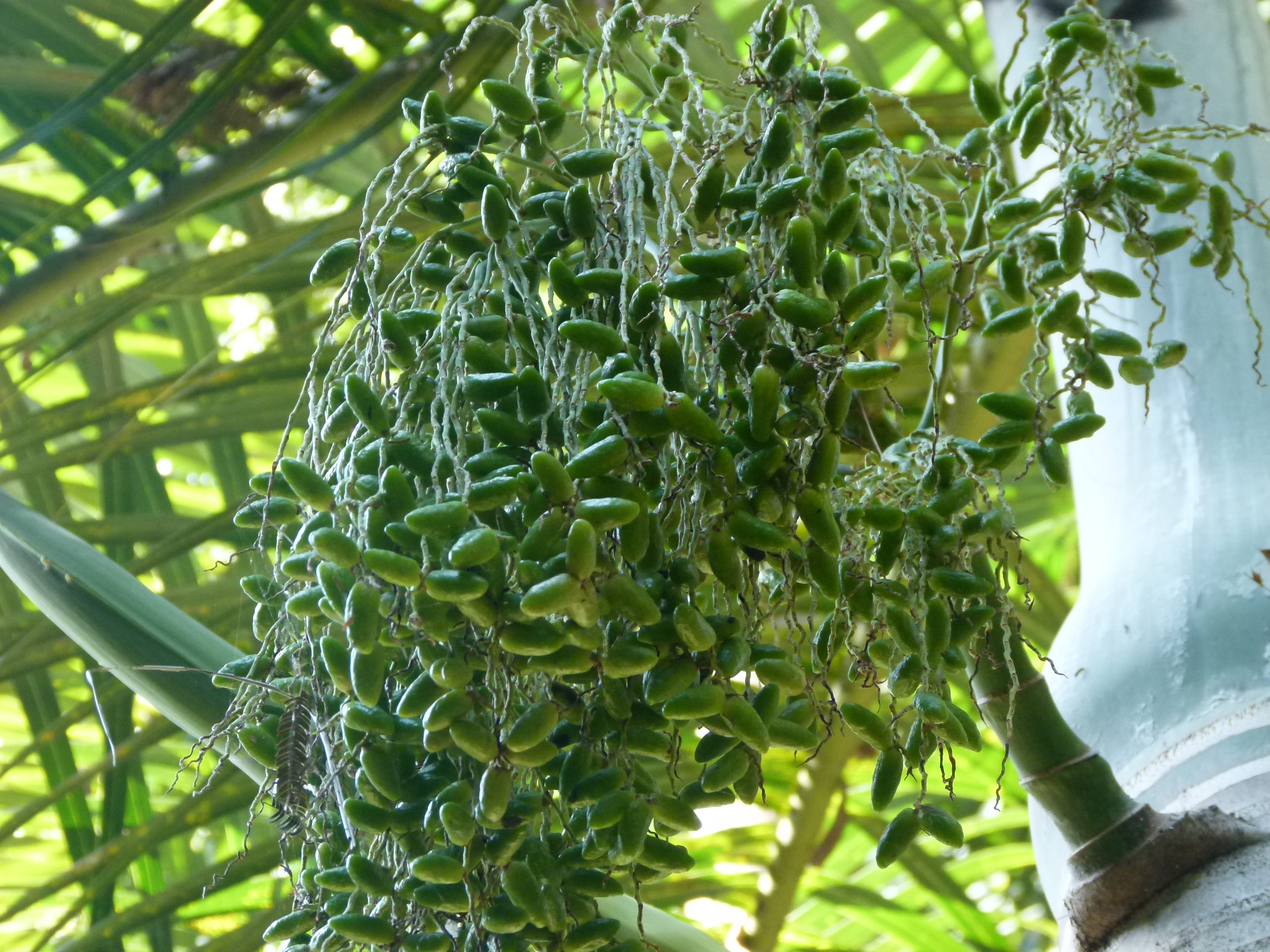 P1020525