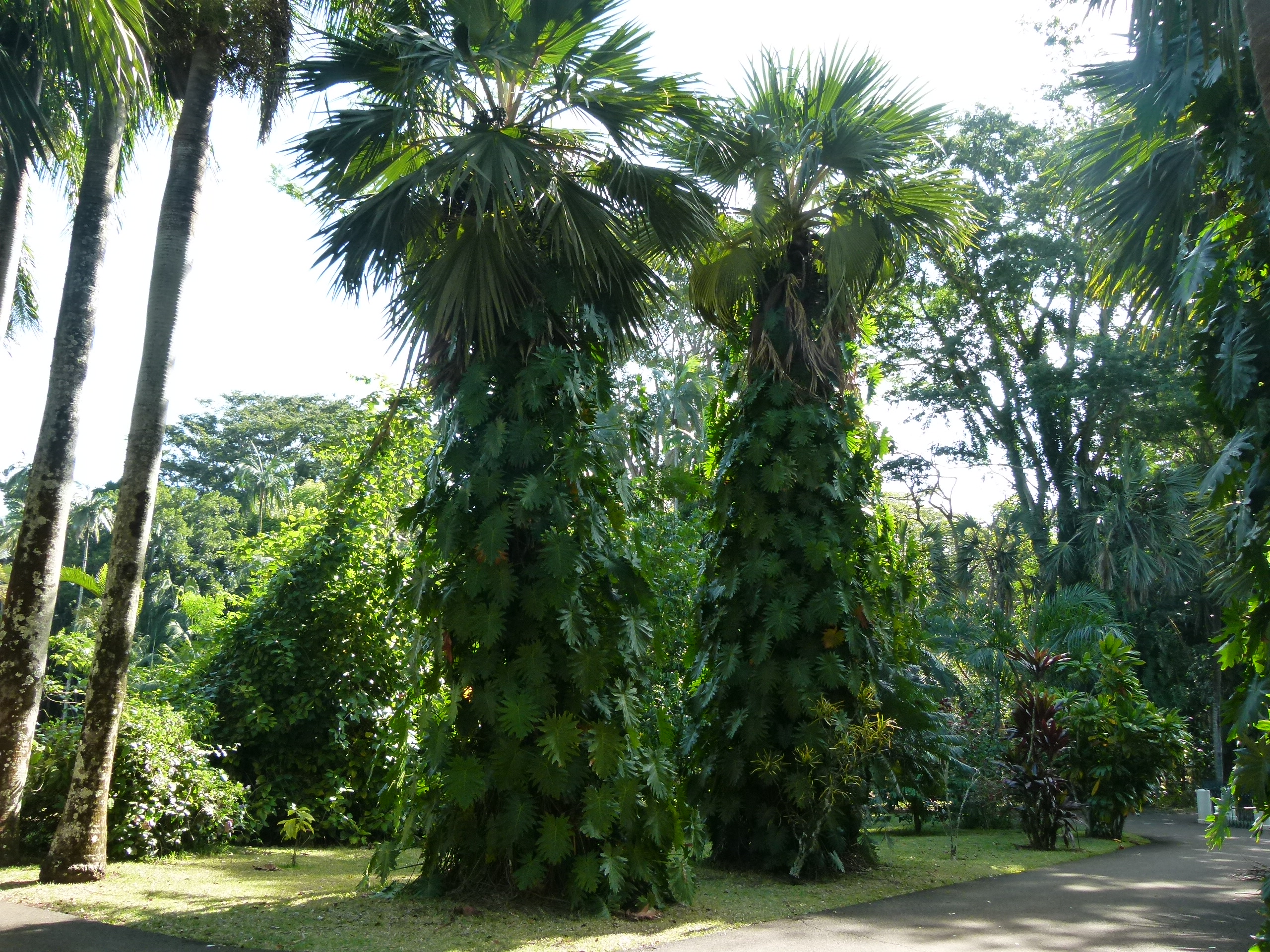 P1020531