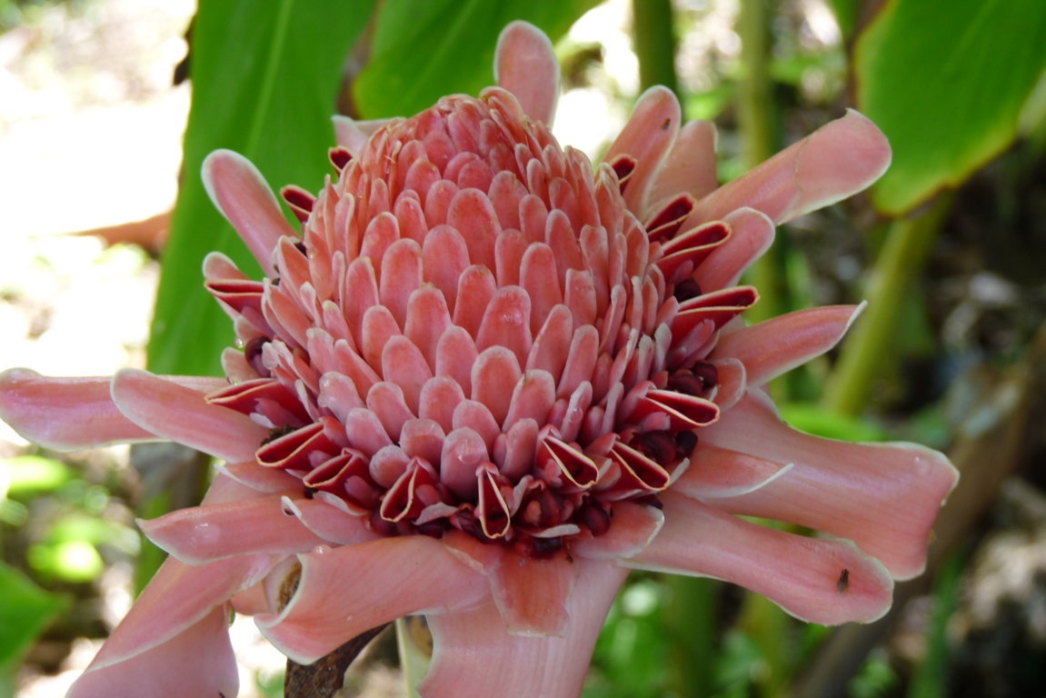 fleur