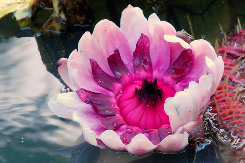 fleur2