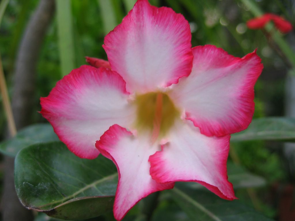 fleur3