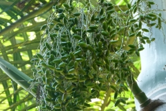 P1020525