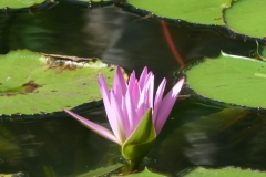 P1020552