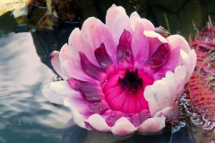 fleur2