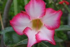 fleur3
