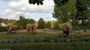 Zoo Beauval