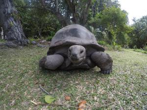 Curieuse Island (3) (1)