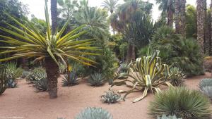Marrakech - Jardins de Majorelle (2)
