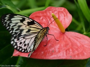 Serre-aux-papillons