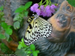Serre-aux-papillons
